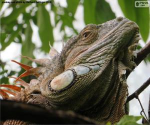 yapboz Bir iguana başkanı